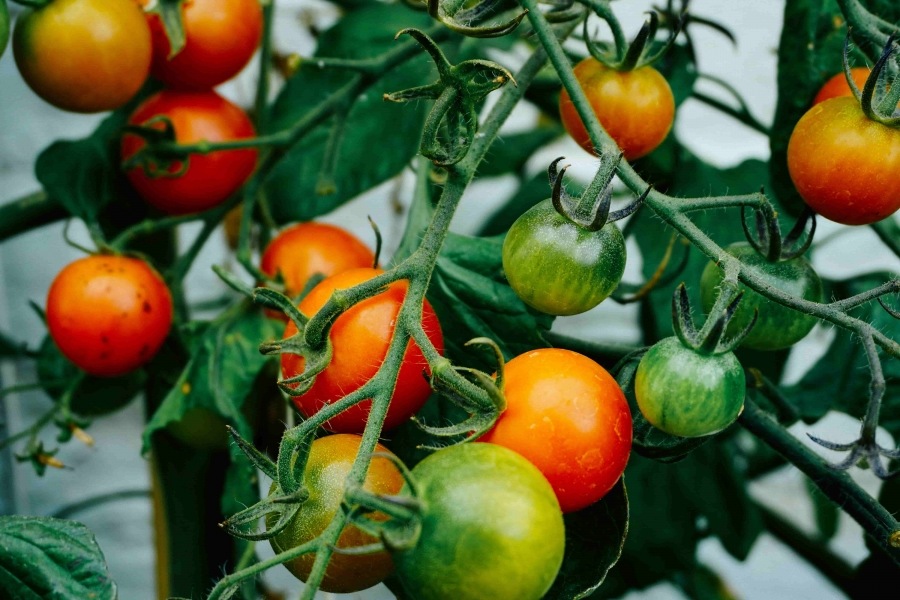 Beginnen met planten